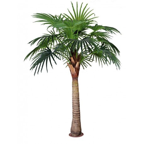 A2018 Віялова пальма (280см)