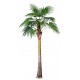 A2019 Віялова пальма (330 см)
