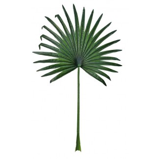 ﻿А2039Лист пальмы веерной(155см)