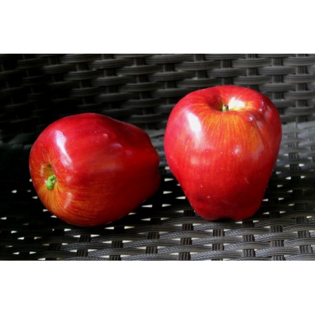 А1628 Угорське яблуко""
