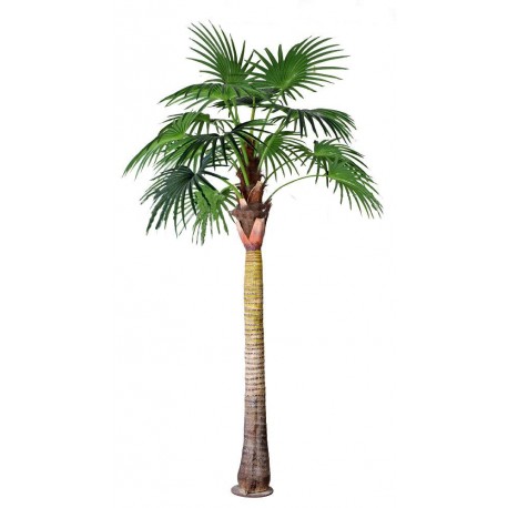 A889 Віялова пальма (450 см)