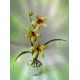 Орхидея из латекса 10