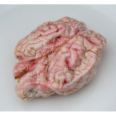 Муляж яловичих мізків